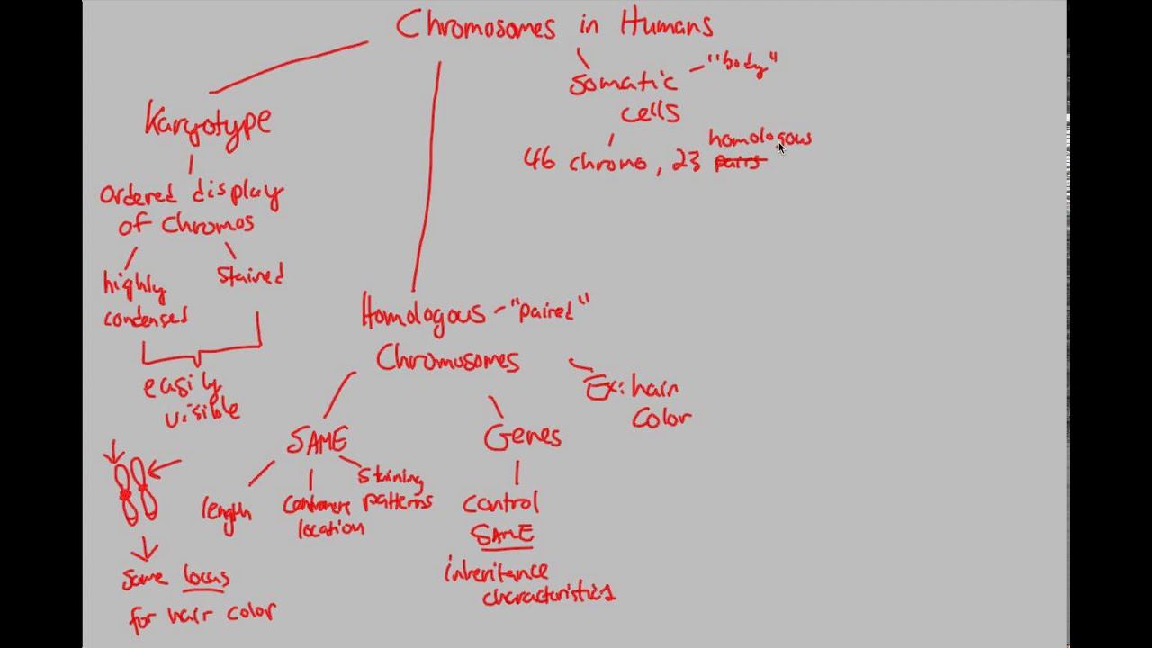 Meiosis - Chromosomes in Humans | BIALIGY.com смотреть онлайн