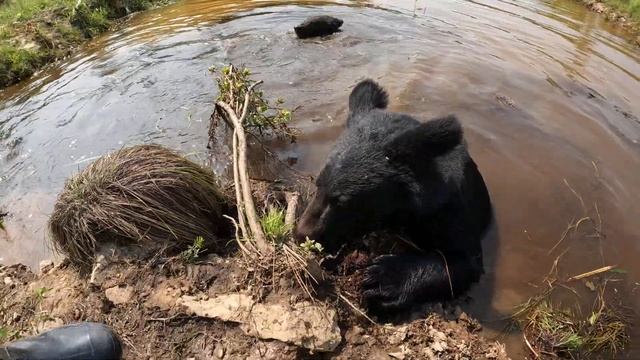 Медвежьи синхронные прыжки в воду.