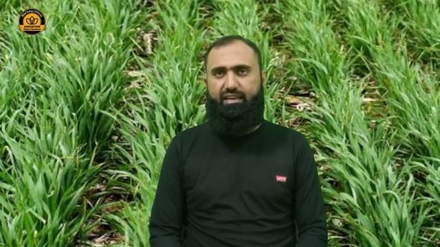 What are plant growth regulators | How to use Gibberellic Acid in wheat crop| Bilal Kanju Official смотреть онлайн