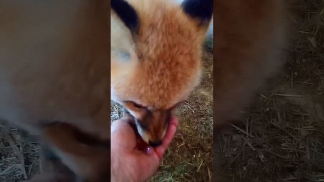 2023. Дикая лиса Маркиза и кот Амур, и как приучить дикую лису не бояться рук. #WildRedFox #animals