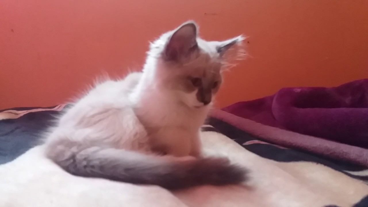 Meet the cats | Just SnowFlake 2 смотреть онлайн