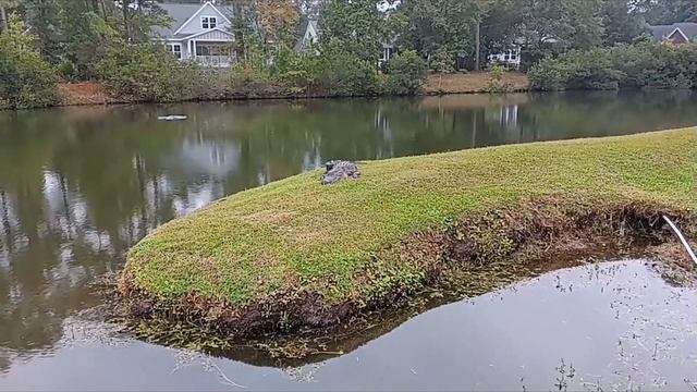 Local fauna USA, Місцева фауна) смотреть онлайн