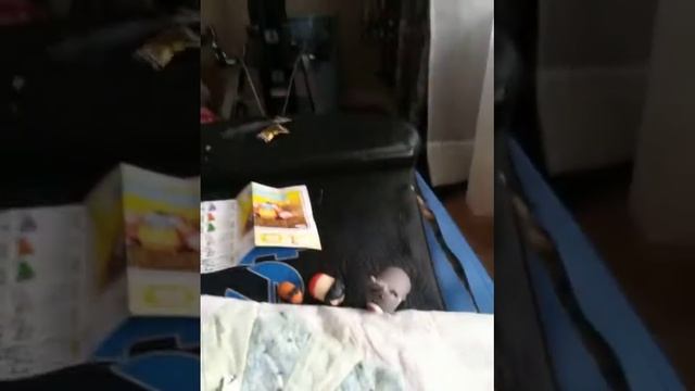 Tsum Tsum talk смотреть онлайн