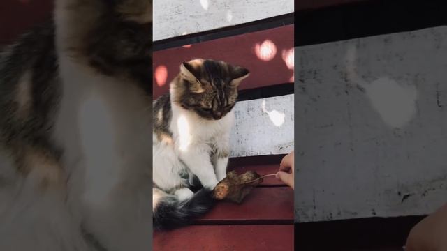 Лучшая скамейка для кота 🐈