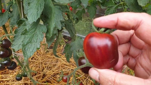 Новый томат Черри 2024 года, но буду выращивать ВСЕГДА. Вкусный, сладкий, удивительного цвета.