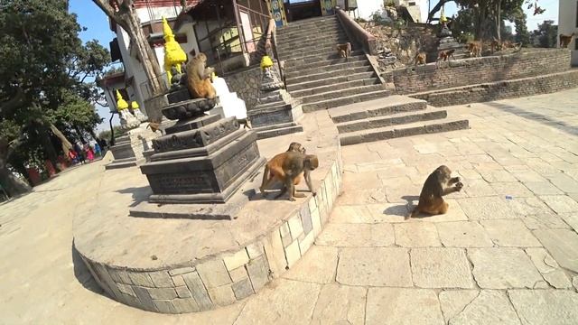 Непал.Храм мавп.Swayambhunath Stupa (Monkey Temple) in Kathmandu Nepal смотреть онлайн