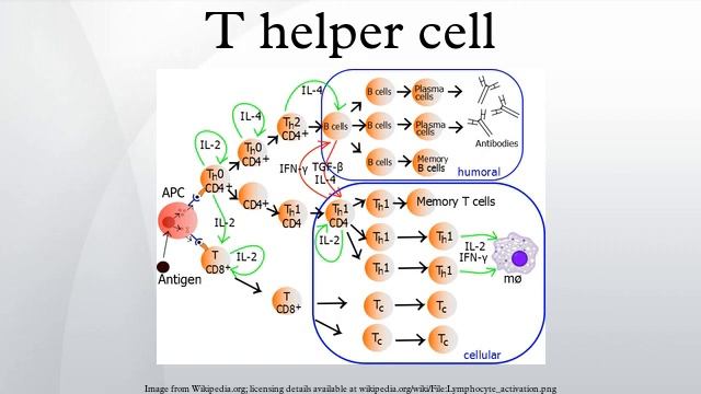 T Helper Cell