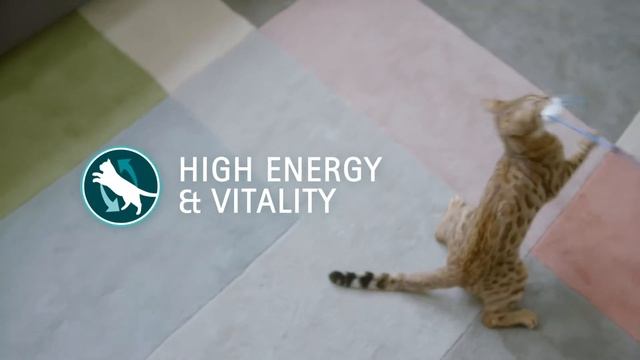 PURINA ONE®  6 Signs Of Health | #1 High Energy & Vitality