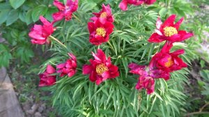 Пион . Тайни Тим - Tiny Tim. -L. Smirnow, 1975,