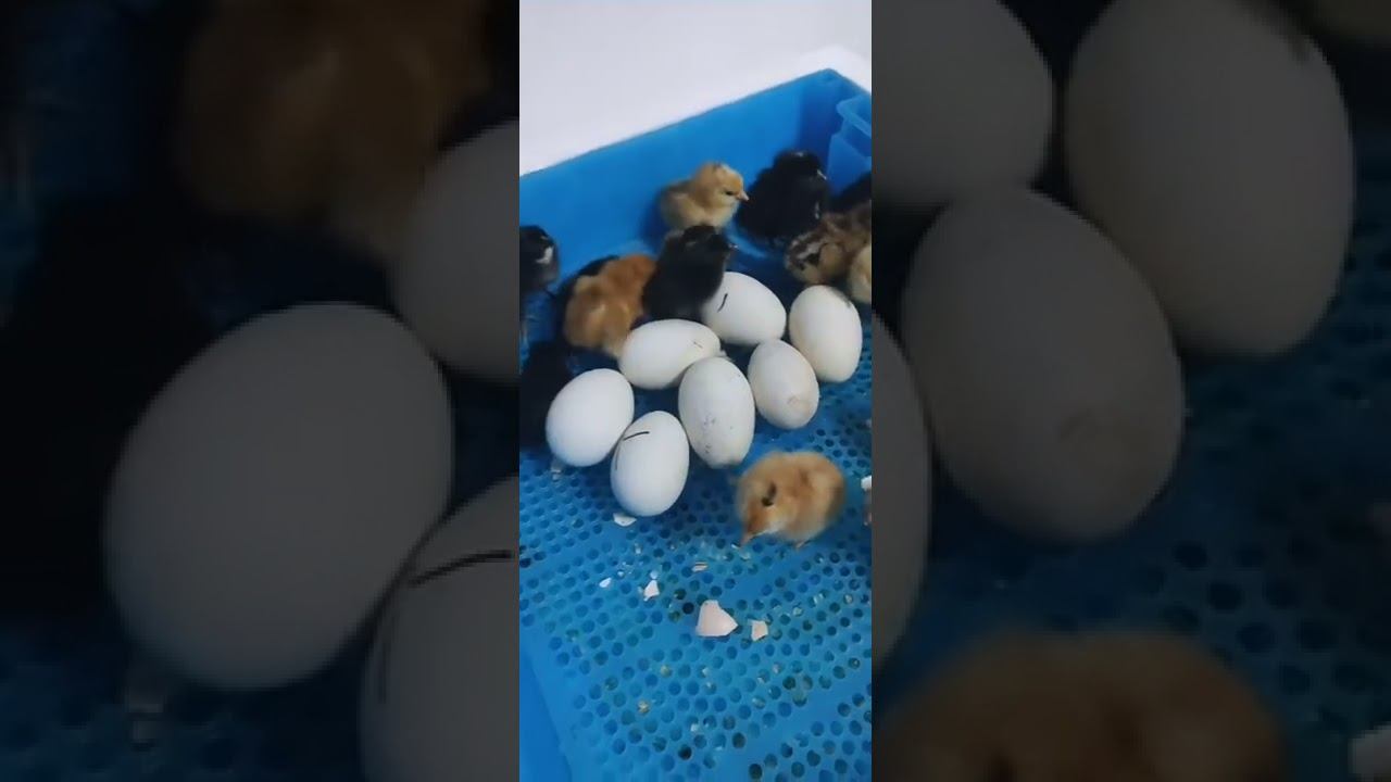 Oh My God ! Chicken eggs and Baby born Incubator machine Egg incubator # 347 смотреть онлайн