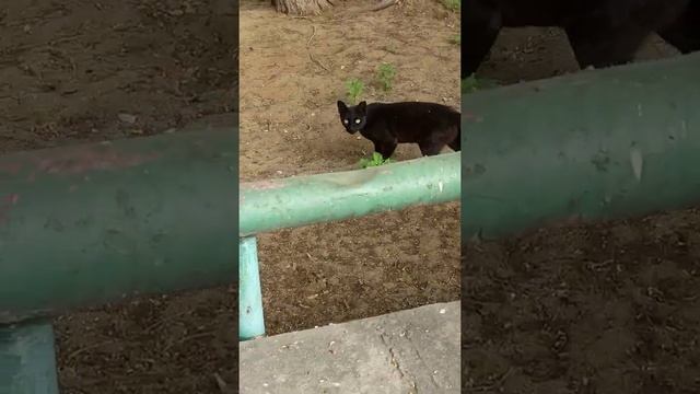 Уличный кот подозрительно смотрит на меня: Что за тип? 😹 Funny Stray Cat Looks Surprised At Me 🙀 面白