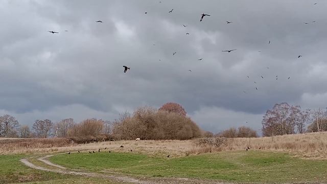 Red kites at Gigrin Farm 4 смотреть онлайн