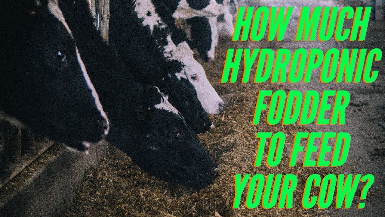 How much Hydroponic Fodder is Needed to Feed a Dairy Cow? смотреть онлайн