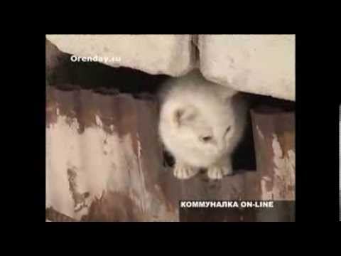 Программа «Резонанс» эфир от 08.02.2014 смотреть онлайн