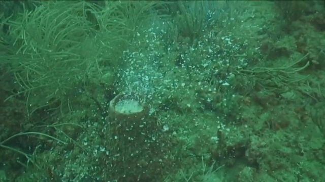 Spawning Sponges смотреть онлайн