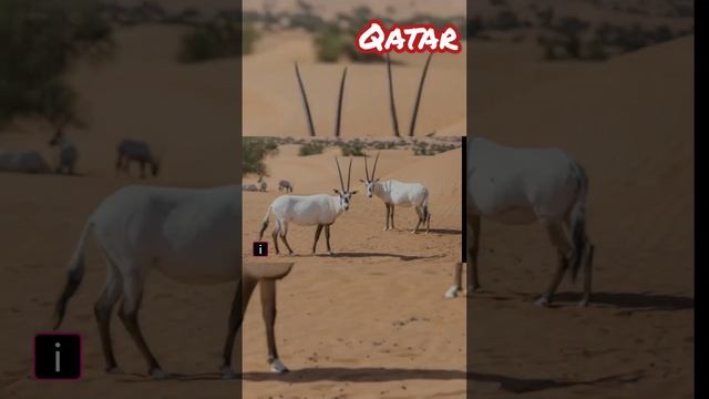 Animal Nacional De Qatar #animal #orix #arabia #qatar #qatar2022 #qatarworldcup #cosasquenosabias