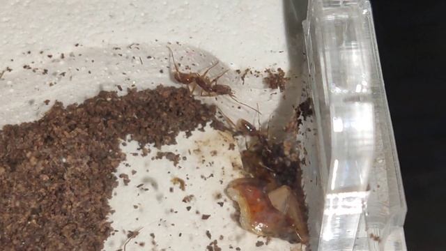 Мелкие капканчики