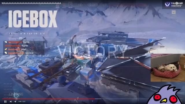 Valorant's RANKS Are BROKEN — GUESS THE RANK ft. Your Fave Content Creators смотреть онлайн
