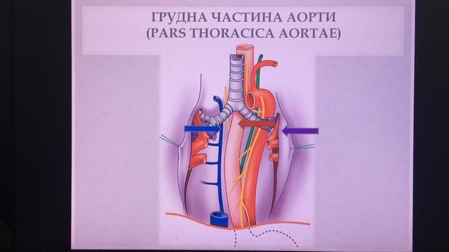 Аорта, загальна сонна артерія смотреть онлайн