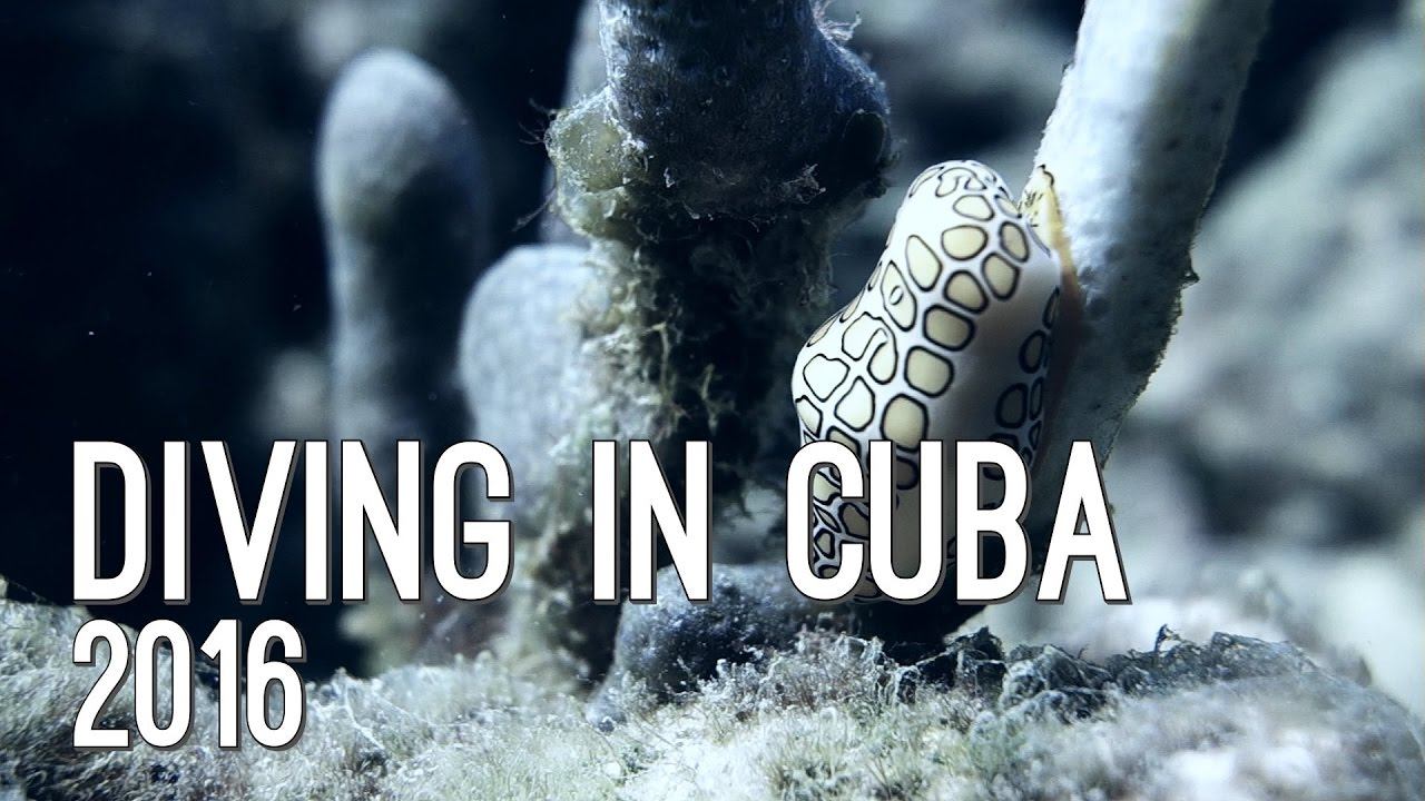 Diving in Cuba смотреть онлайн