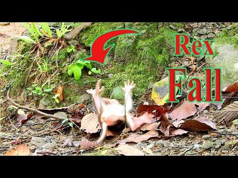 ROSE MAKES VERY BIG MISTAKE! POOR BABY REX SLIP[ES DOWN FORM HIGH HILL