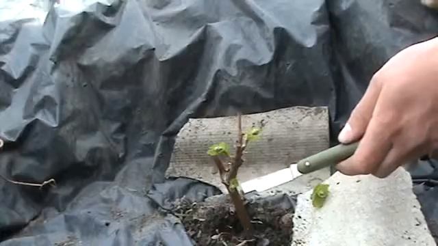 Благородный виноград смотреть онлайн