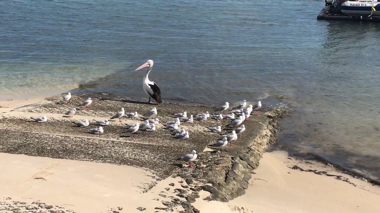 Birds occupy a boat ramp at Sylvan Beach смотреть онлайн