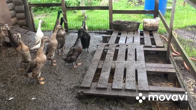Загадочные повадки Уток Бегунков/ Ать Два левой шли утята смело смотреть онлайн