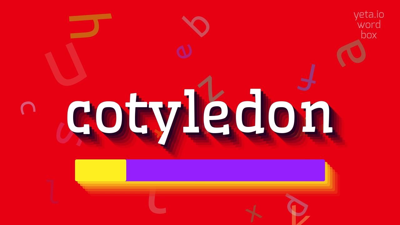 COTYLEDON - HOW TO SAY COTYLEDON? #cotyledon смотреть онлайн
