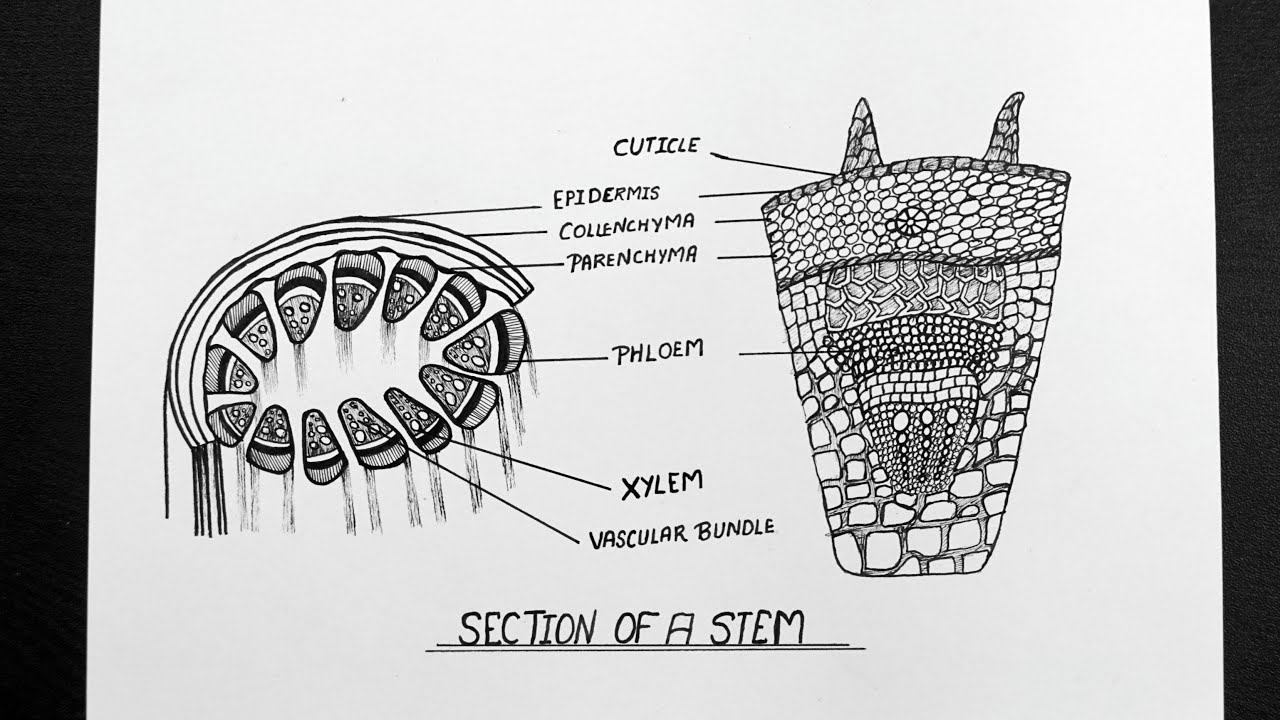Section Of Stem Diagram || How To Draw Section Of Stem || Ncert || CBSE || Biology смотреть онлайн