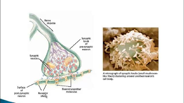 Psychology 101: The Synapse and Synaptic Transmission смотреть онлайн