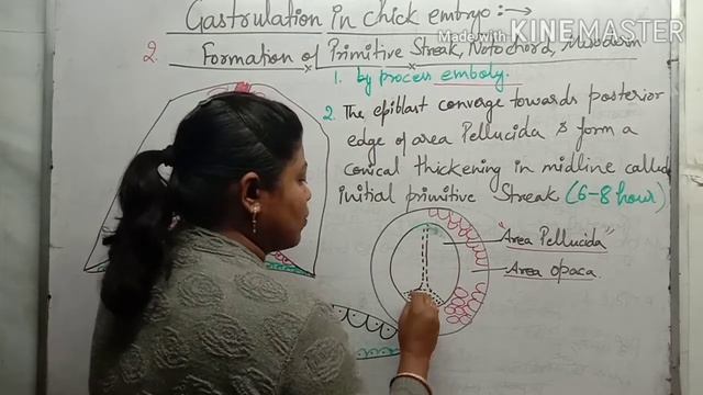 Gastrulation in Chick Embryo Primitive streak ,Notochord, Mesoderm, Endoderm formation смотреть онлайн