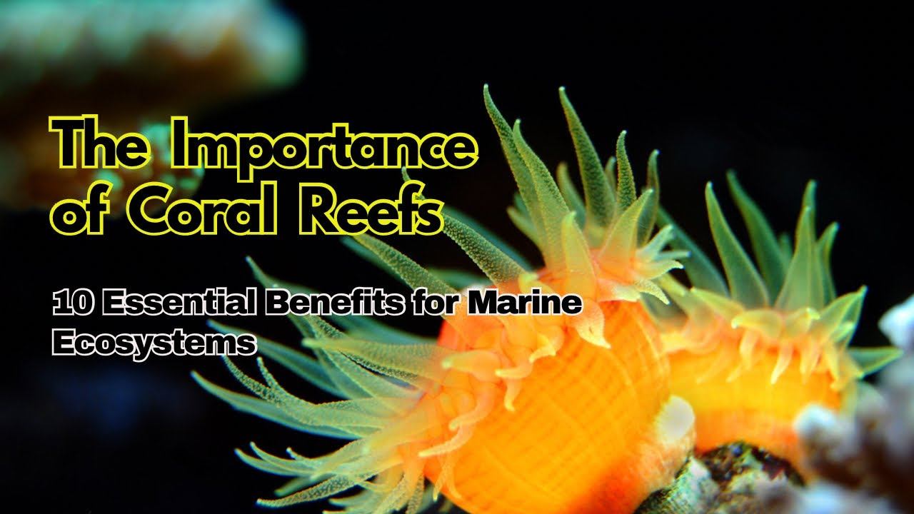 Amazing Facts | The Importance of Coral Reefs: 10 Essential Benefits for Marine Ecosystems смотреть онлайн