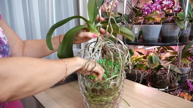 Пересадка в Дуню ОФИГЕННЫЕ корни орхидеи| Однобокая Анна| Язвочки на канале.