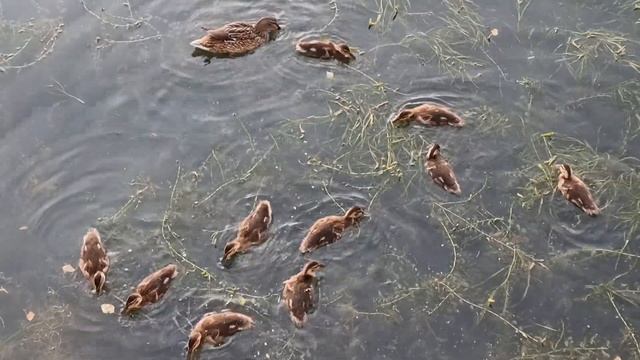 Уфа парк Ивана Якутова 15 июня 2024