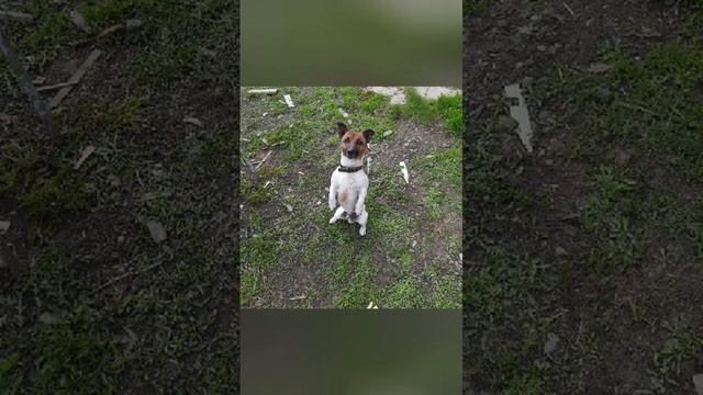 Семья Сысоловых смотреть онлайн