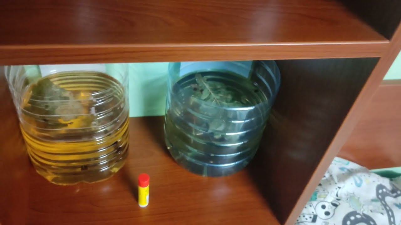 аппистограмма какаду на нерест! смотреть онлайн