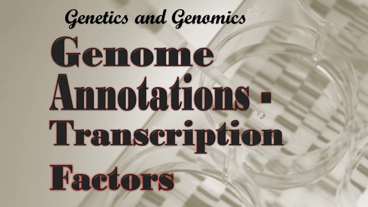 Genome annotations transcription factors смотреть онлайн