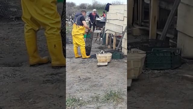 Устрицы Скифии, Тилигульский лиман смотреть онлайн