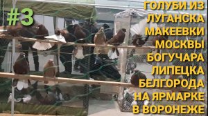 🔥🔥🔥Федеральная выставка-ярмарка голубей в Воронеже. Голуби из Луганска, Макеевки, Москвы, Липецка