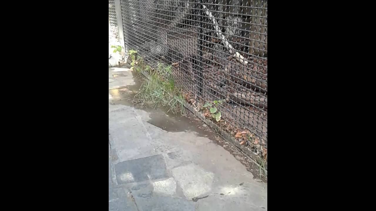 Пробежка смотреть онлайн