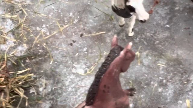 Прятки лошади Schleich