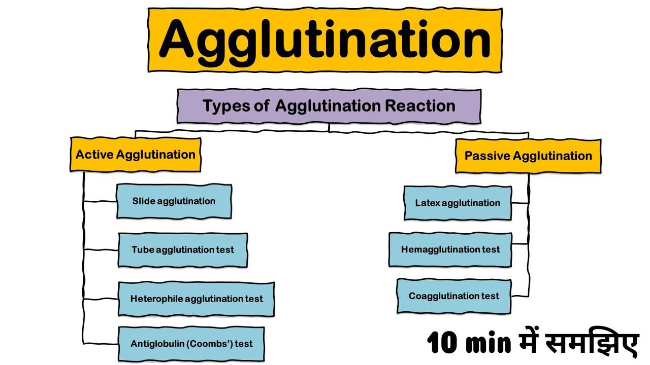 Agglutination Reaction | Types of agglutination | Active | Passive | Microbiology | Ag-Ab Reaction смотреть онлайн