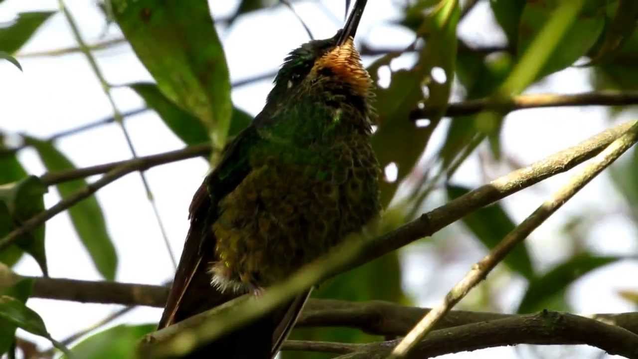 Near endemic, Golden-Bellied Starfrontlet, Coeligena bonapartei, Chicaque Nature Reserve смотреть онлайн