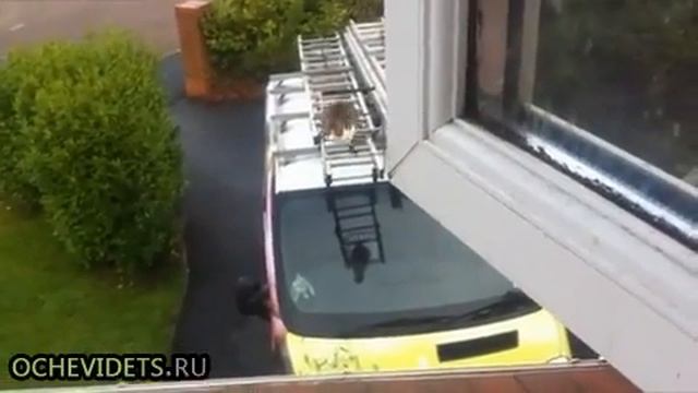 Прыжок толстого кота!.mp4 смотреть онлайн