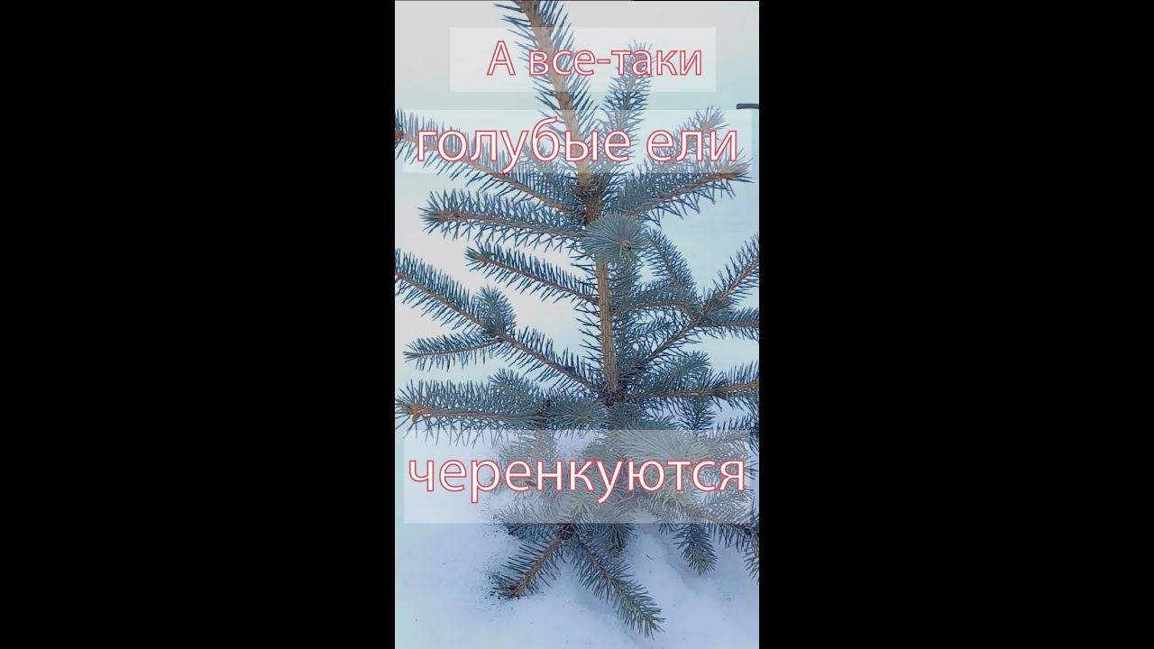 А все-таки голубые ели черенкуются. смотреть онлайн