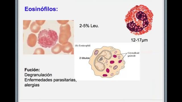 Introducción A La Inmunología. Inmunidad Innata (Yurilís Fuentes-Silva, Internista/Reumatólogo)