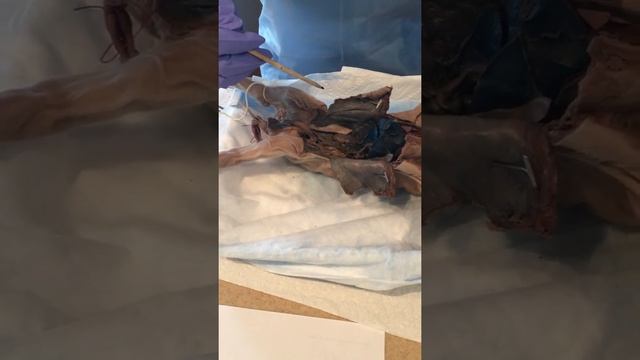 Urinary System Fetal Pig смотреть онлайн
