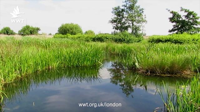 WWT London - Sunny Afternoon смотреть онлайн