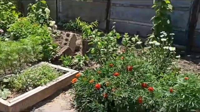 Самый лучший день.Шикарная картошка.Борьба с сорняками. смотреть онлайн